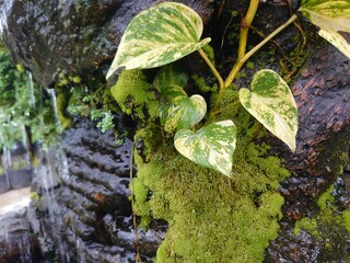 green moss on stone