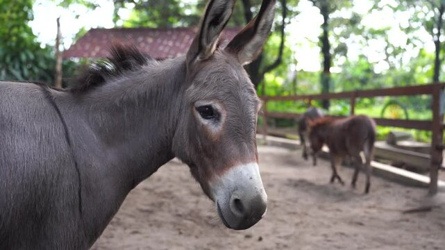 closeup of a donkey's head in a pen.