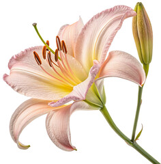 lily isolated on white generative ai