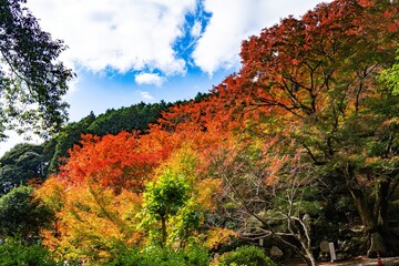 Obraz premium 両子寺の紅葉