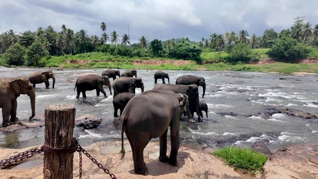 Herd of elephants enjoying a refreshing bath in the maha oya river, pinnawala elephant orphanage, sri lanka, a popular tourist attraction