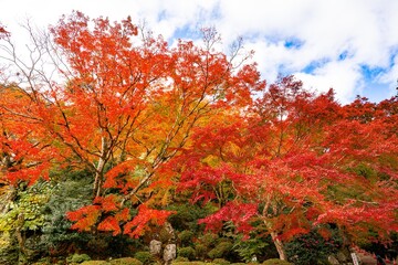 両子寺の紅葉