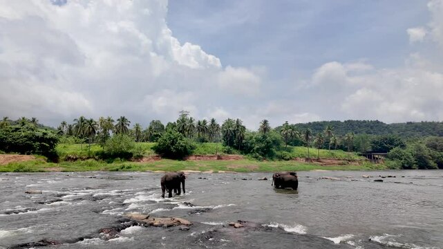Two elephants are crossing the maha oya river in a beautiful sri lankan landscape, enjoying a refreshing bath in the clear water under a cloudy sky