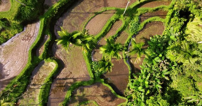 Overhead drone top down pan across Ubud rice terraces in Bali, Indonesia, with layered greenery on cloudy day, sunlight glistens and reflects in water
