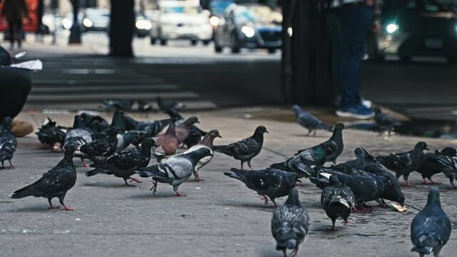 Pigeons taking fligh near urban street, grimey textures and subtle urban tones as traffic drives past