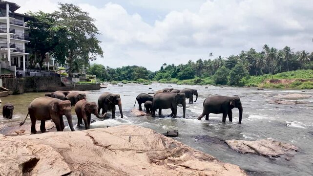 Herd of elephants refreshing in the maha oya river near pinnawala, a popular tourist destination in sri lanka, known for its elephant orphanage