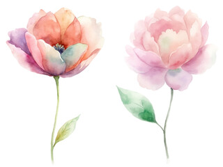 Two watercolor flowers with green leaves