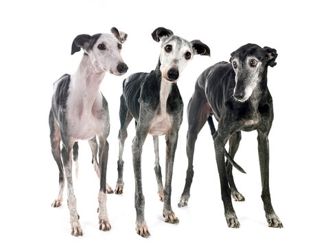 Galgo Espanol in studio