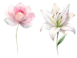 Two flowers, one pink and one white, are shown side by side