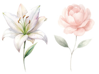 Two flowers, one white and one pink, are shown side by side