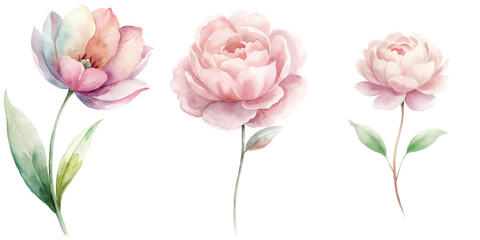 Fototapeta premium Three pink flowers are shown in a watercolor painting