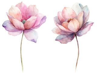 Two watercolor flowers with pink petals and a white center