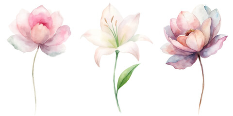 Three flowers are shown in a row, with one being pink