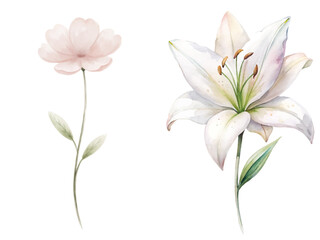 Two flowers, one is a white flower and the other is a pink flower