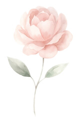 A pink flower with green leaves