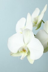Fototapeta premium White orchid on color background