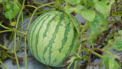 Ripe watermelons in the field