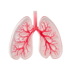Fototapeta premium Detailed illustration of human lungs showcasing intricate bronchial structures, emphasizing respiratory system complexity and function isolated on transparent background