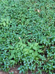 green plants in the garden