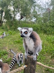 Obraz premium Vertical Portrait of a Ring-tailed lemur, Lemur Catta in the first rays of the sun.