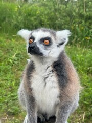 Fototapeta premium Vertical Portrait of a Ring-tailed lemur, Lemur Catta in the first rays of the sun.