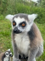 Vertical Portrait of a Ring-tailed lemur, Lemur Catta in the first rays of the sun.