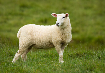 Obraz premium lamb in lush green grassy field