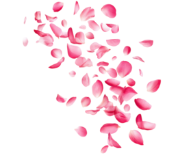 flying pink flower petals in motion isolated on transparent background cutout cutout