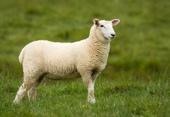 lamb in lush green grassy field
