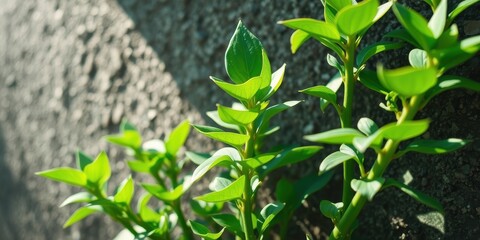 Fototapeta premium Close-up of green foliage growing against a textured backdrop, showcasing the delicate beauty of nature's resilience