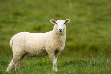 lamb in lush green grassy field