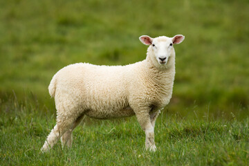 lamb in lush green grassy field
