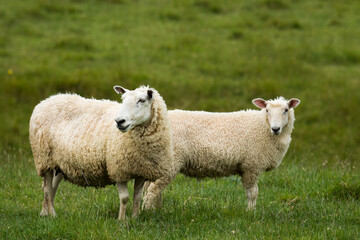 Obraz premium mother sheep and her lambs in lush green grassy field