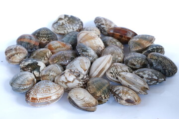 Clams on white background. Seafood.