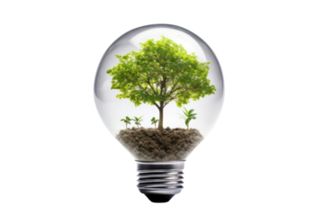 A lightbulb-shaped tree growing from the earth with sunlight cast on the soil visualizing the concept of green energy and renewable resources