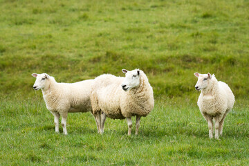 mother sheep and her lambs in lush green grassy field