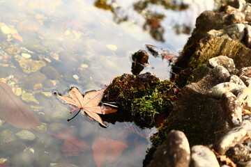 カエデ 落ち葉 枯れ葉