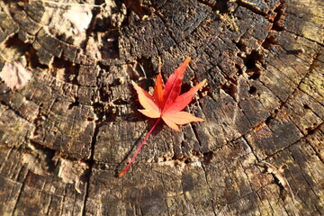 紅葉 落ち葉 コピースペース