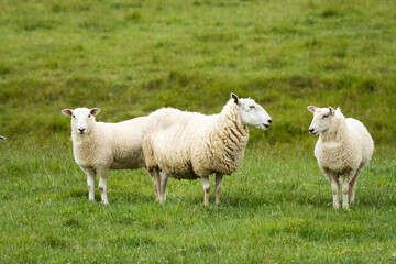 Obraz premium mother sheep and her lambs in lush green grassy field