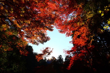紅葉 秋 行楽 山 赤