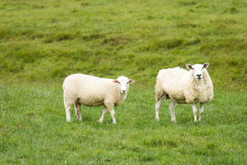 mother sheep and her lambs in lush green grassy field