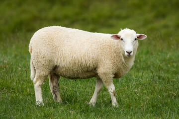 lamb in lush green grassy field