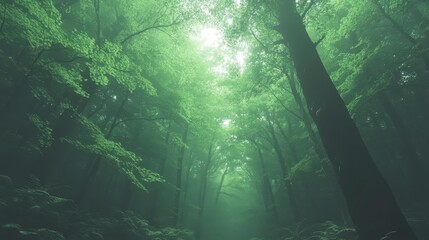 Obraz premium Mystical Foggy Forest Path Lush Green Trees Nature Scene