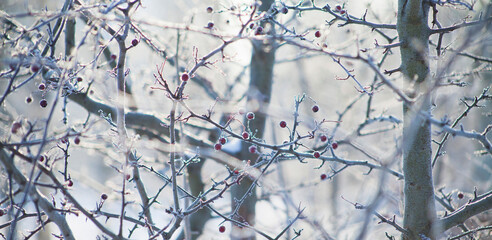 Winter delicate background  -  frozen red berry of hawthorn in the snowy garden.