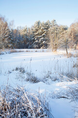 Winter forest landscape with heavy snowfall -  white frosty forest. Beautiful background with frozen trees.