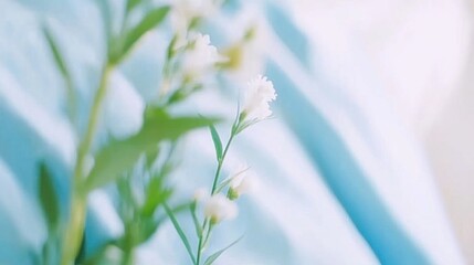 Delicate White Flowers Against a Soft Blue Background