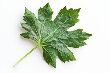 A green, textured leaf with a prominent shape against a white background.