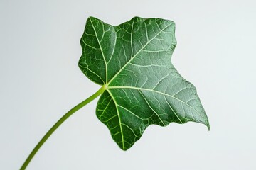 A close-up of a green leaf showcasing its intricate veins and texture.