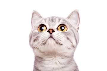 An adorable portrait of a silver tabby British Shorthair cat with its eyes wide open, exuding charm and personality. The intricate patterns of its fur are highlighted,