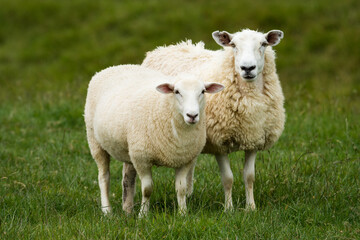 Fototapeta premium mother sheep and her lambs in lush green grassy field